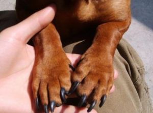 定期给狗狗清理爪子的重要性 怎么给狗狗清理伤口