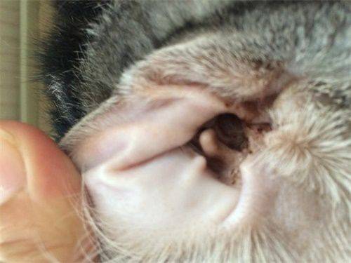 猫耳螨简单处理办法 猫耳螨严重怎么治