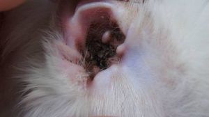 小狗耳朵里褐色的东西是耳螨吗 小狗呕吐是什么原因