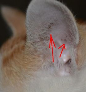 猫耳螨进入人的耳朵里会传染吗 猫耳炎会传染人吗