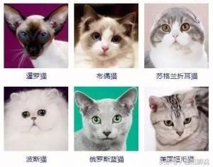 不同品种的猫 宠物猫的品种大全排行
