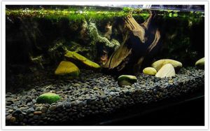 鱼缸小石头造景 鱼缸碱性石头的种类
