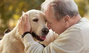 老人养狗养什么狗好 适合老人养的狗品种