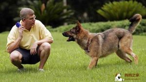 犬服从训练 恶霸犬的训练口令