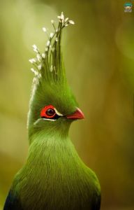 世界上最美的20种鸟 世界上什么鸟最吵