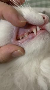小猫牙床黑怎么回事 猫牙齿根部是黑的