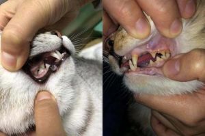 猫咪牙齿清洁方法 猫咪牙吸收