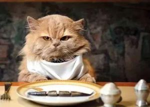 调节猫咪食欲的方法 猫咪吐猫粮和黄水