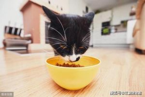 提高猫咪食欲的几种办法 怎么能让猫咪增加食欲