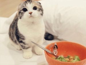 增加猫咪食欲的方法 小猫胃口突然变大