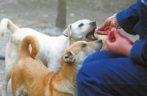 如何获得狗狗的信任 怎么测试狗狗是否信任你