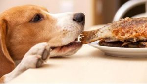 这6种食物对狗狗的身体有很大危害