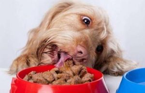 对狗狗身体有害的五种食物