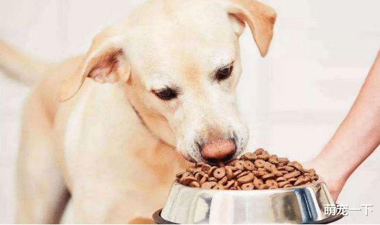 对狗狗身体有害的五种食物