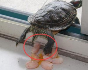 怎样看出乌龟肚子里有蛋 乌龟蛋生在水里怎么办
