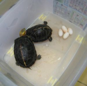 下完蛋的乌龟怎么养 刚下的龟蛋怎么存放