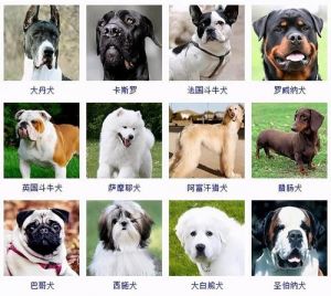 小型犬狗品种大全 世界公认顶级护卫犬