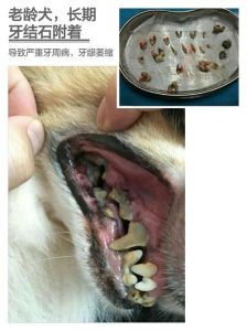 宠物牙结石怎么去除 狗狗牙结石怎么处理