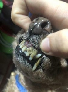 8岁泰迪牙结石严重怎么处理 狗狗牙结石清除秘方