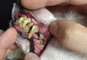 十岁的老狗牙结石严重怎么办 简单方法去狗狗牙结石