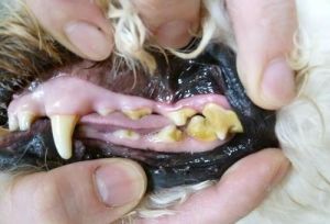 怎样有效去除狗狗牙结石 简单方法去狗狗牙结石