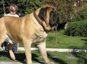 温顺巨型犬体型排名 世界巨型犬