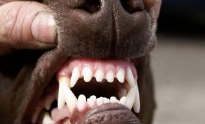 狗狗牙全部换好了是几个月 狗狗多久把牙齿换完