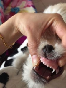 小狗牙长齐了是多大 幼犬什么时候牙齿长齐