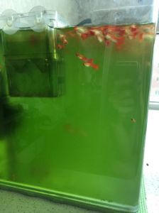 鱼缸水不透亮怎么解决 鱼缸养鱼技巧如何保持水质