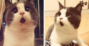 日本猫取名搞笑 日本人给猫咪取什么名字