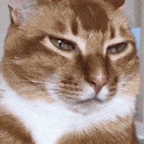 沙雕猫视频 最沙雕的猫