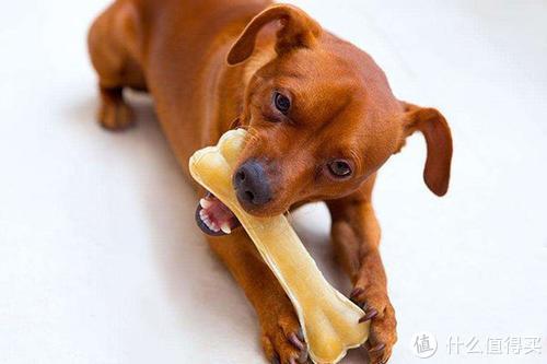 给小狗吃的骨头要注意什么