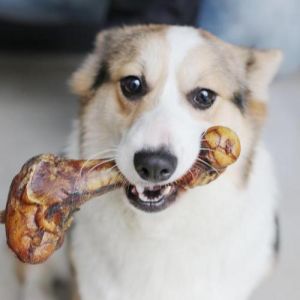 狗狗啃骨头一次啃多长时间 一个骨头可以给狗狗用多久