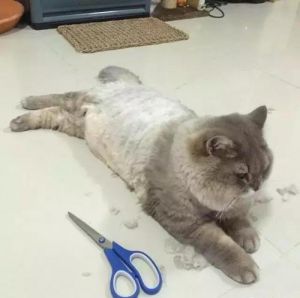 猫剪毛有什么危害 为什么剃毛毛不能散热