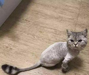 猫掉毛剃毛 给猫剃毛能减缓掉毛吗