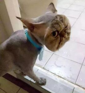猫剃毛之后 猫咪剃了毛之后蹲着睡