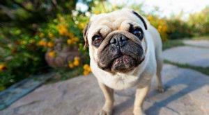 世界上最长寿的狗狗 狗狗临死前的15个征兆