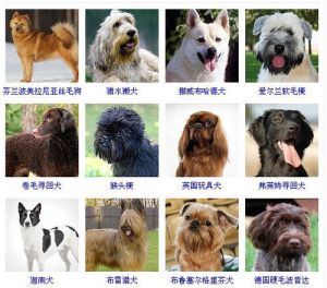 小型犬寿命排行 寿命长的中型犬排名