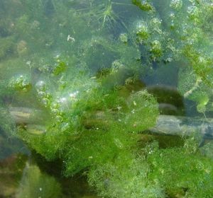 水藻怎么养出来 种在盆里的水藻怎样放在鱼缸里