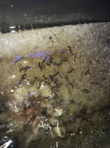 鱼缸长虫子怎么杀死 鱼缸底滤长了会蠕动虫子