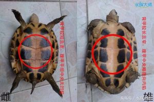 乌龟雄性和雌性的区别
