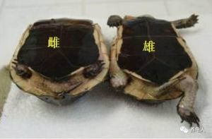 墨龟怎么分辨公母 如何分辨乌龟雌雄