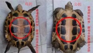 乌龟几厘米可以分公母 墨龟怎么分辨公母