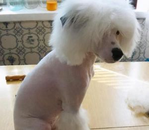 狗被剃光了毛会怎么样 狗狗剃毛会不会不好