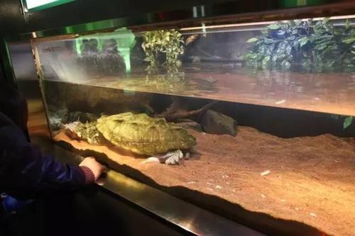 新手养玛塔龟主要什么事项 玛塔龟饲养环境