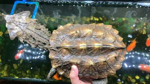 玛塔龟饲养白环境还是黑环境 玛塔龟可以在深水养吗
