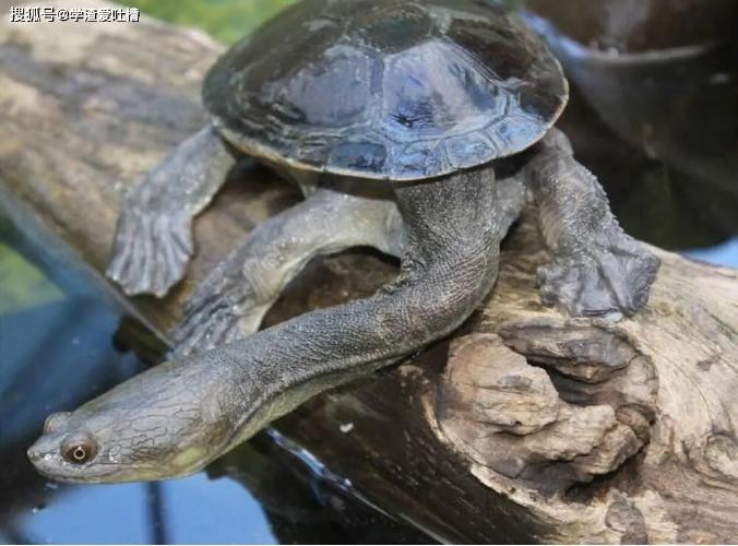 蛇颈龟是深水龟吗 哪些龟是全水龟