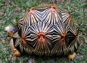 最贵的乌龟 怎么训练巴西龟握手