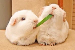 小兔兔被男生吃会发出什么声音